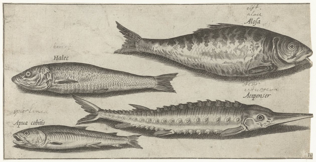 Shad, stør, lugt og en sild Fiskeri (serietitel) Piscium vivae-ikoner (serietitel) af Pierre Firens