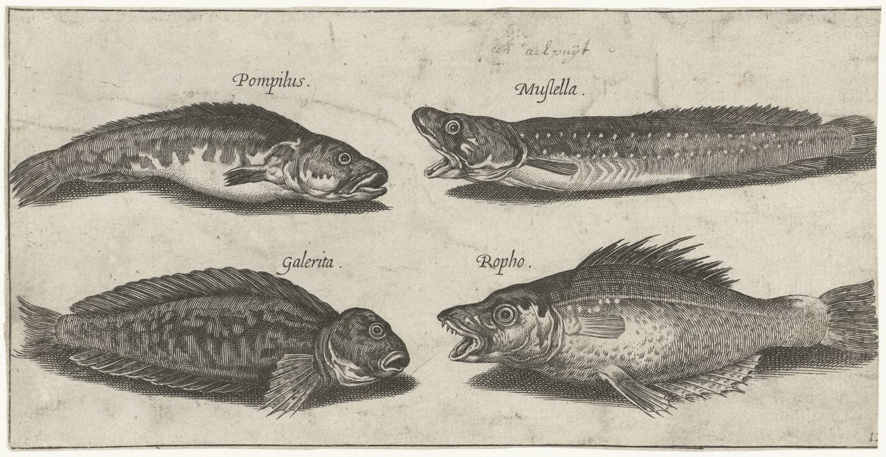 Fork torsk, havabborre, hornede blenny og en sort fisk Fiskeri (serietitel) Piscivm vivae ikoner (serietitel) af Pierre Firens