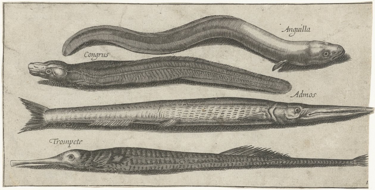 Garfish, pipefish, ål og en ål Fiskeri (serietitel) Piscium vivae-ikoner (serietitel) af Pierre Firens