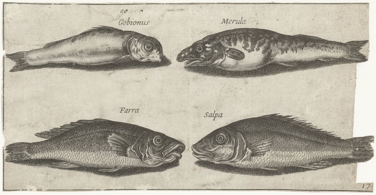 Kutling, bogo, hvilling og en anden fisk Fiskeri (serietitel) Piscivm vivae ikoner (serietitel) af Pierre Firens
