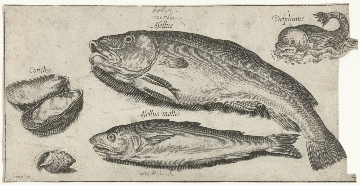 Torsk, hvilling, en delfin og skaller Fiskeri (serietitel) Piscium vivae-ikoner (serietitel) af Pierre Firens