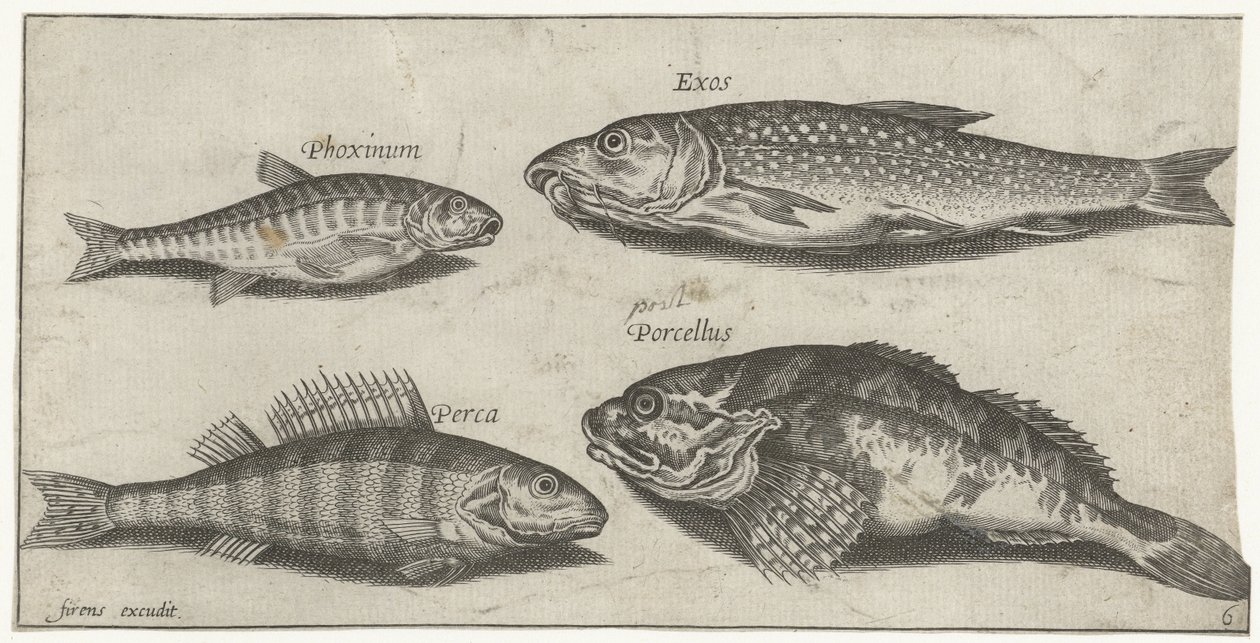 Karper, minnow, havkat og en aborre Fiskeri (serietitel) Piscium vivae-ikoner (serietitel) af Pierre Firens