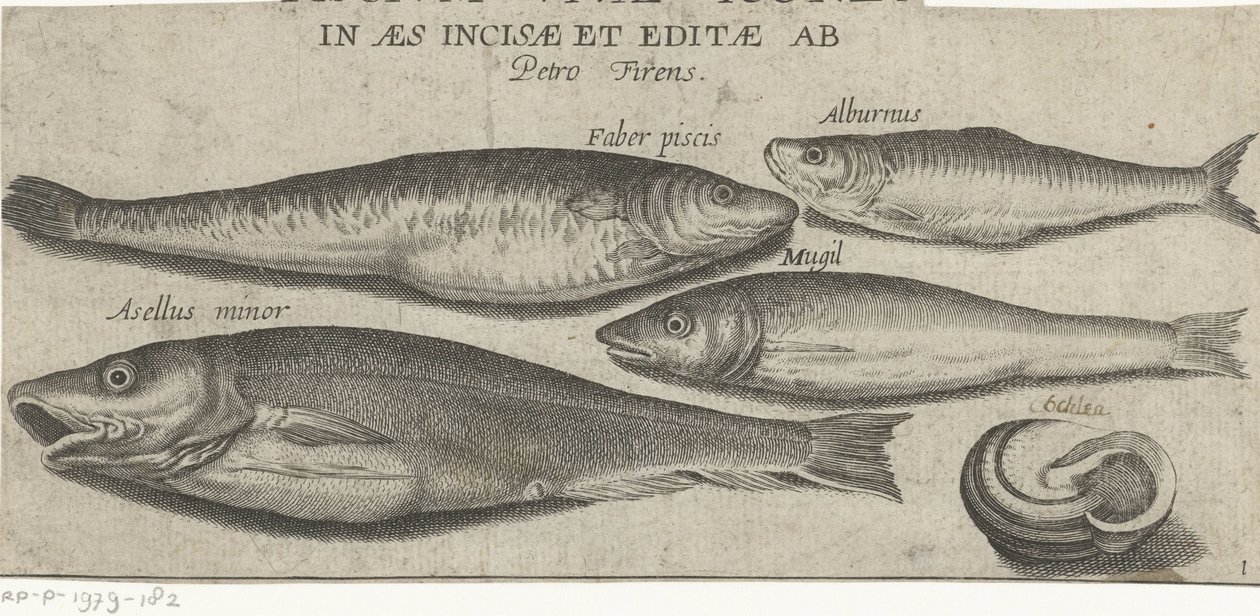Brisling, karper, multe, små torsk og en skal Fiskeri (serietitel) Piscivm vivae ikoner (serietitel på objekt) af Pierre Firens