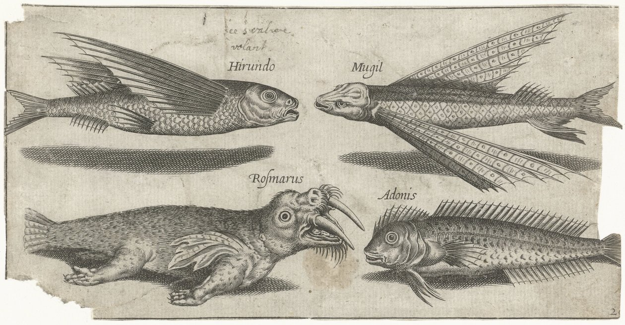 Flyvende grynt, klump, blenny og en hvalros Fiskeri (serietitel) Piscivm vivae ikoner (serietitel) af Pierre Firens