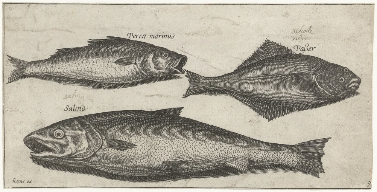Havaborre, tunge og en laks Fiskeri (serietitel) Piscium vivae-ikoner (serietitel) af Pierre Firens