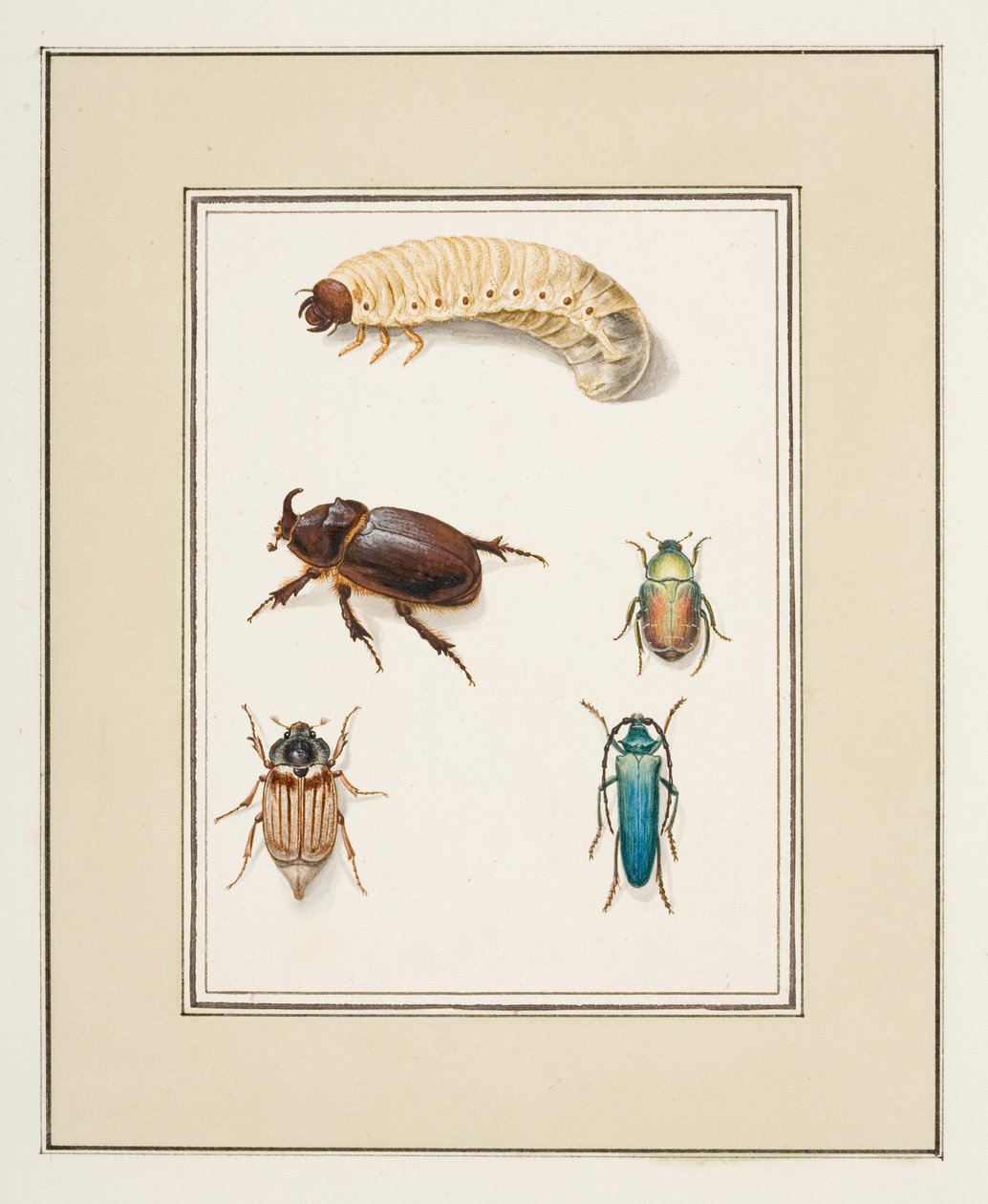 Biller, ca. 1755-65 (akvarel på papir) af Pierre Francois Ledoulx