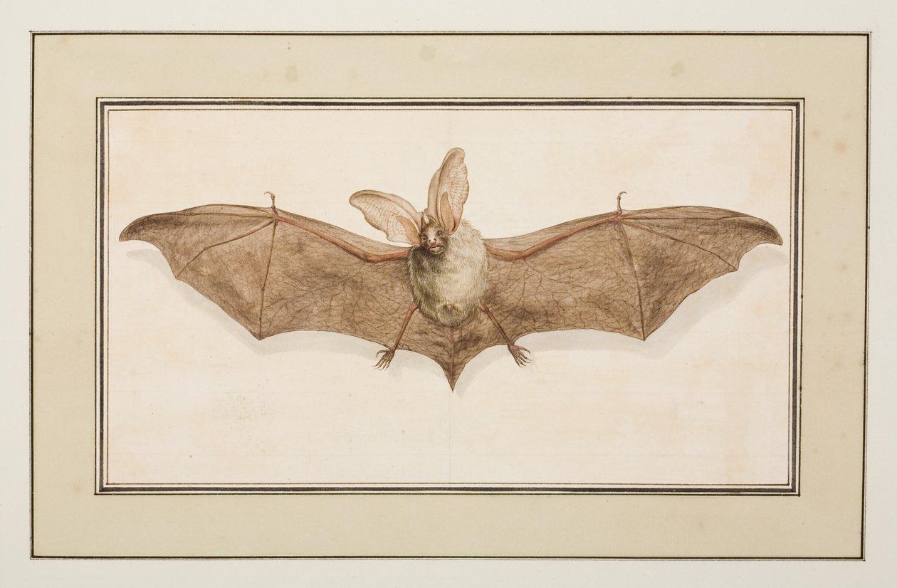 Brun langøret flagermus, ca. 1755-65 (akvarel på papir) af Pierre Francois Ledoulx