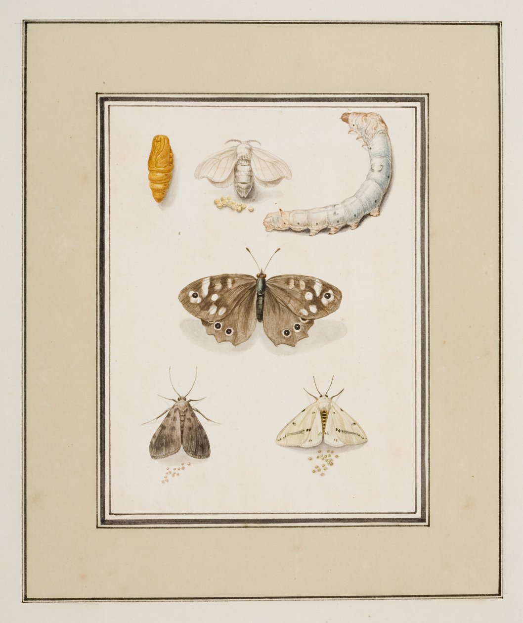 Sommerfugle, møl og larver, ca. 1755-65 (akvarel på papir) af Pierre Francois Ledoulx