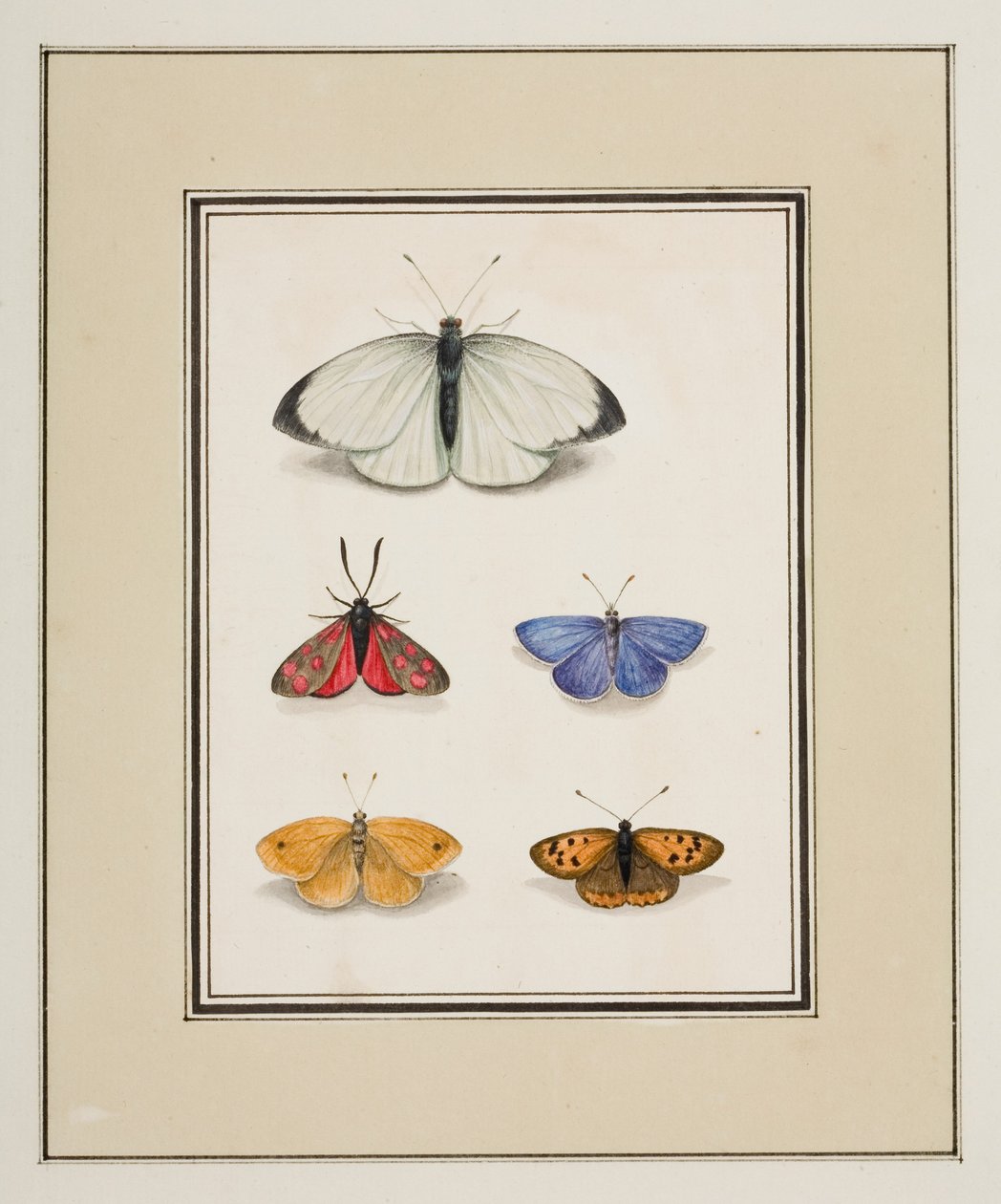 Sommerfugle, ca. 1755-65 (akvarel på papir) af Pierre Francois Ledoulx