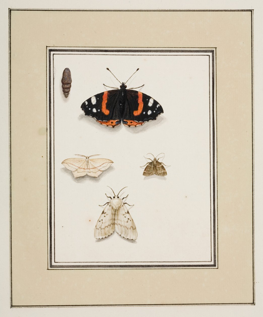 Sommerfugle, ca. 1755-65 (akvarel på papir) af Pierre Francois Ledoulx