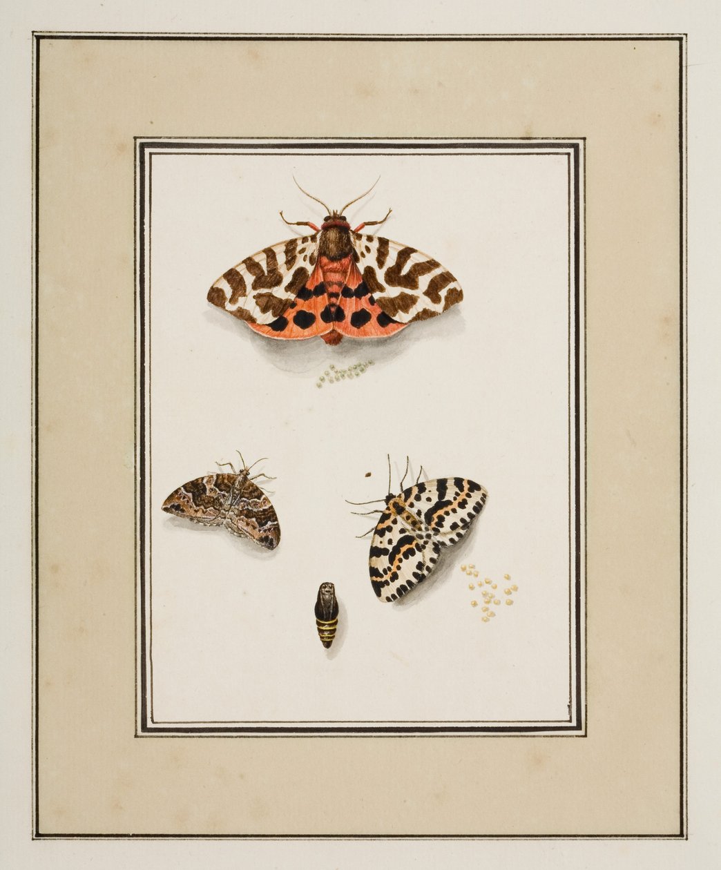 Sommerfugle, ca. 1755-65 (akvarel på papir) af Pierre Francois Ledoulx