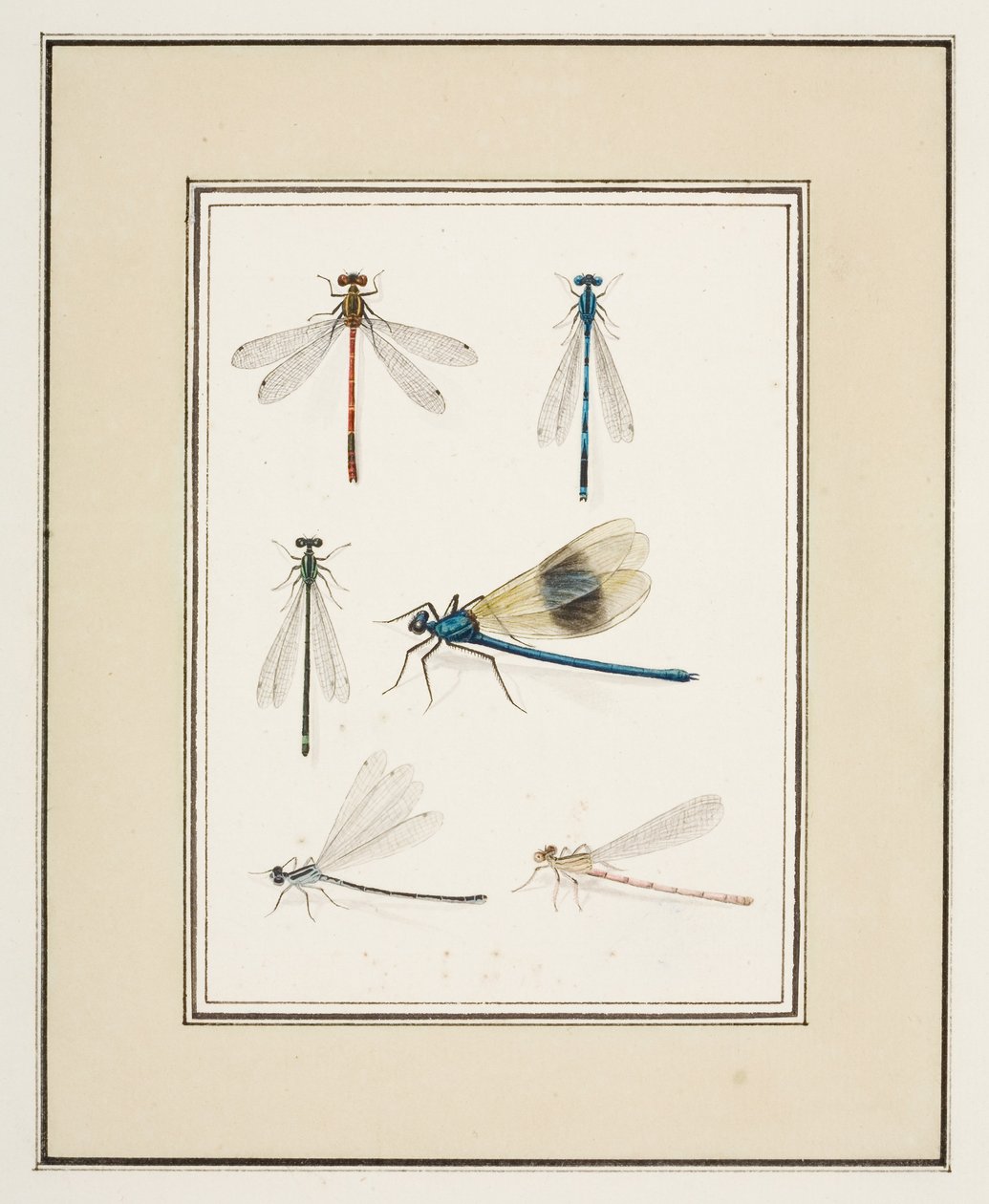 Dragonflies, ca. 1755-65 (akvarel på papir) af Pierre Francois Ledoulx