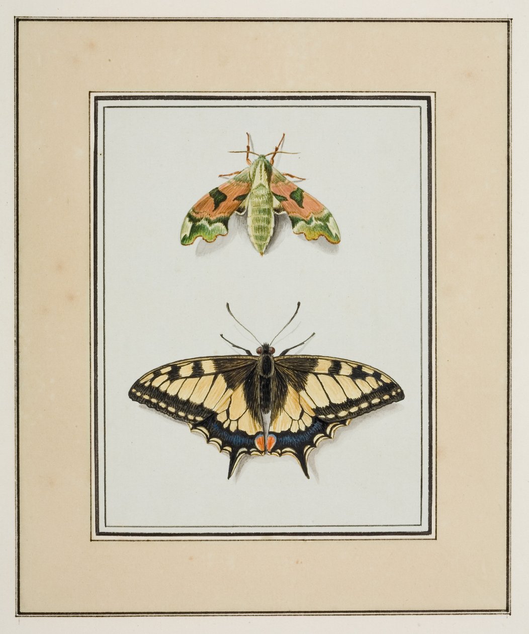 Hawk Moth and Old World Swallowtail Butterfly, ca. 1755-65 (akvarel på papir) af Pierre Francois Ledoulx