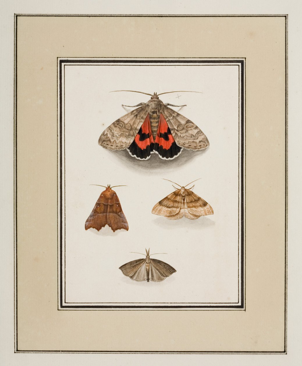 Moths, ca. 1755-65 (akvarel på papir) af Pierre Francois Ledoulx