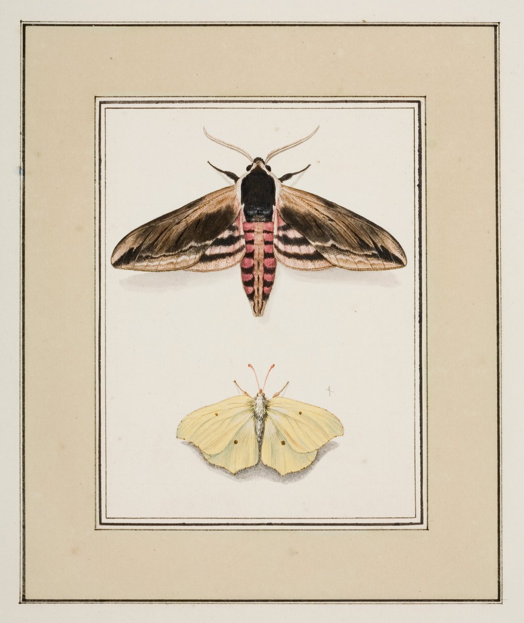 Ligusterhøgmøl og almindelig svovl, ca. 1755-65 (akvarel på papir) af Pierre Francois Ledoulx