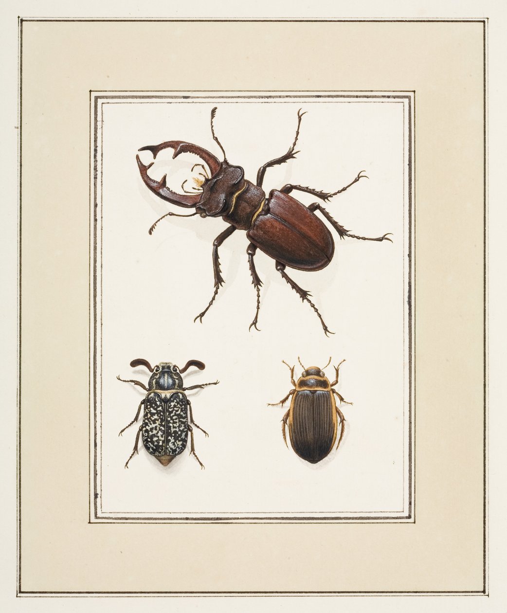 Stag, Chafer og Geelgerande Beetles, ca. 1755-65 (akvarel på papir) af Pierre Francois Ledoulx