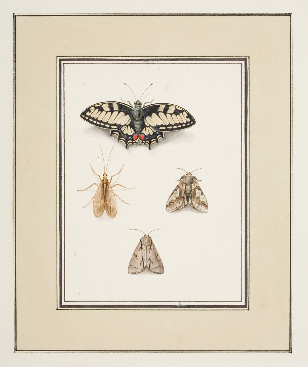 Svalehalesommerfugl, majflue og to møl, ca. 1755-65 (akvarel på papir) af Pierre Francois Ledoulx