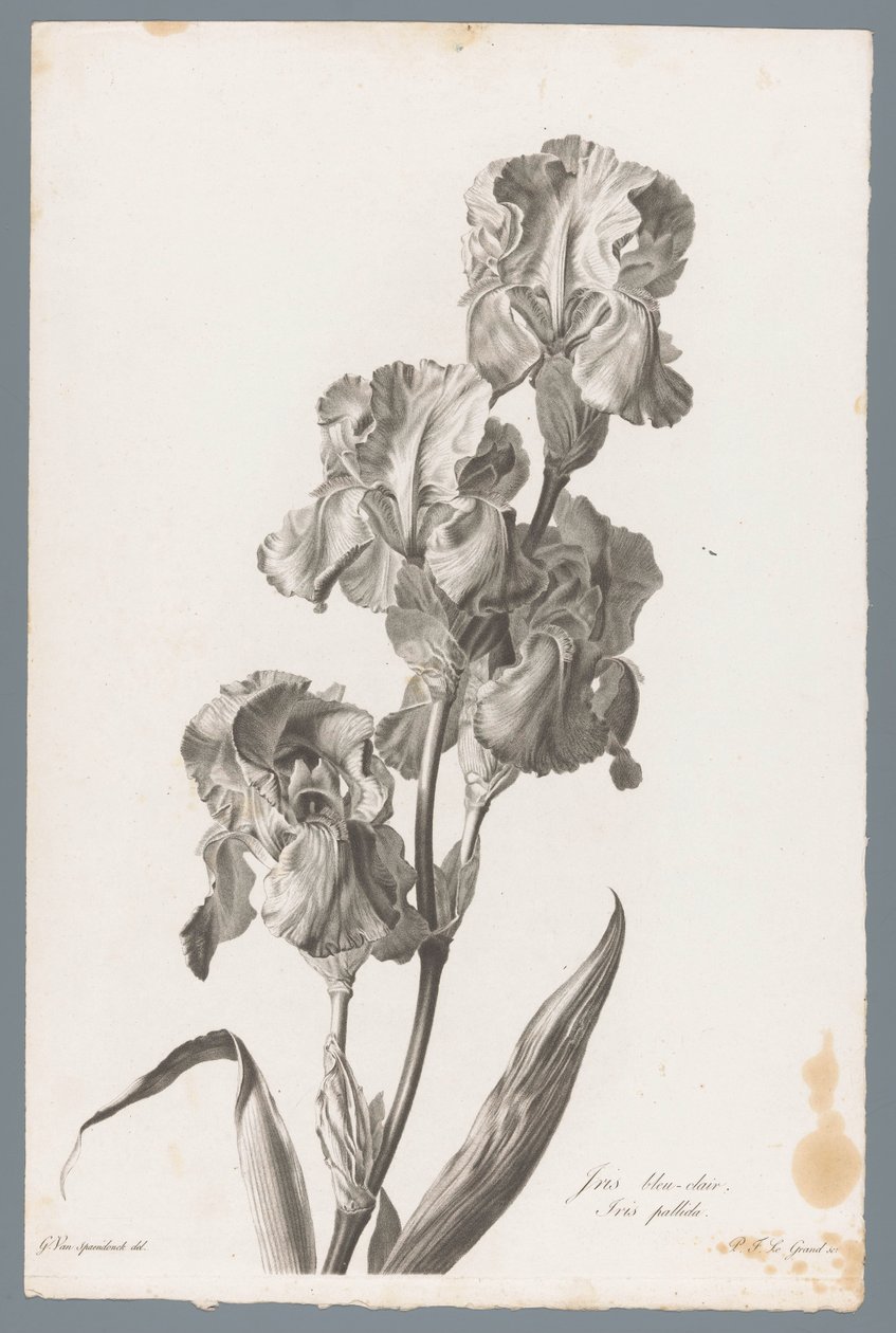 Dalmatisk iris Lyseblå iris / Iris pallida (titel på objekt) Blomster hentet fra naturen (...) (serietitel) af Pierre François Legrand