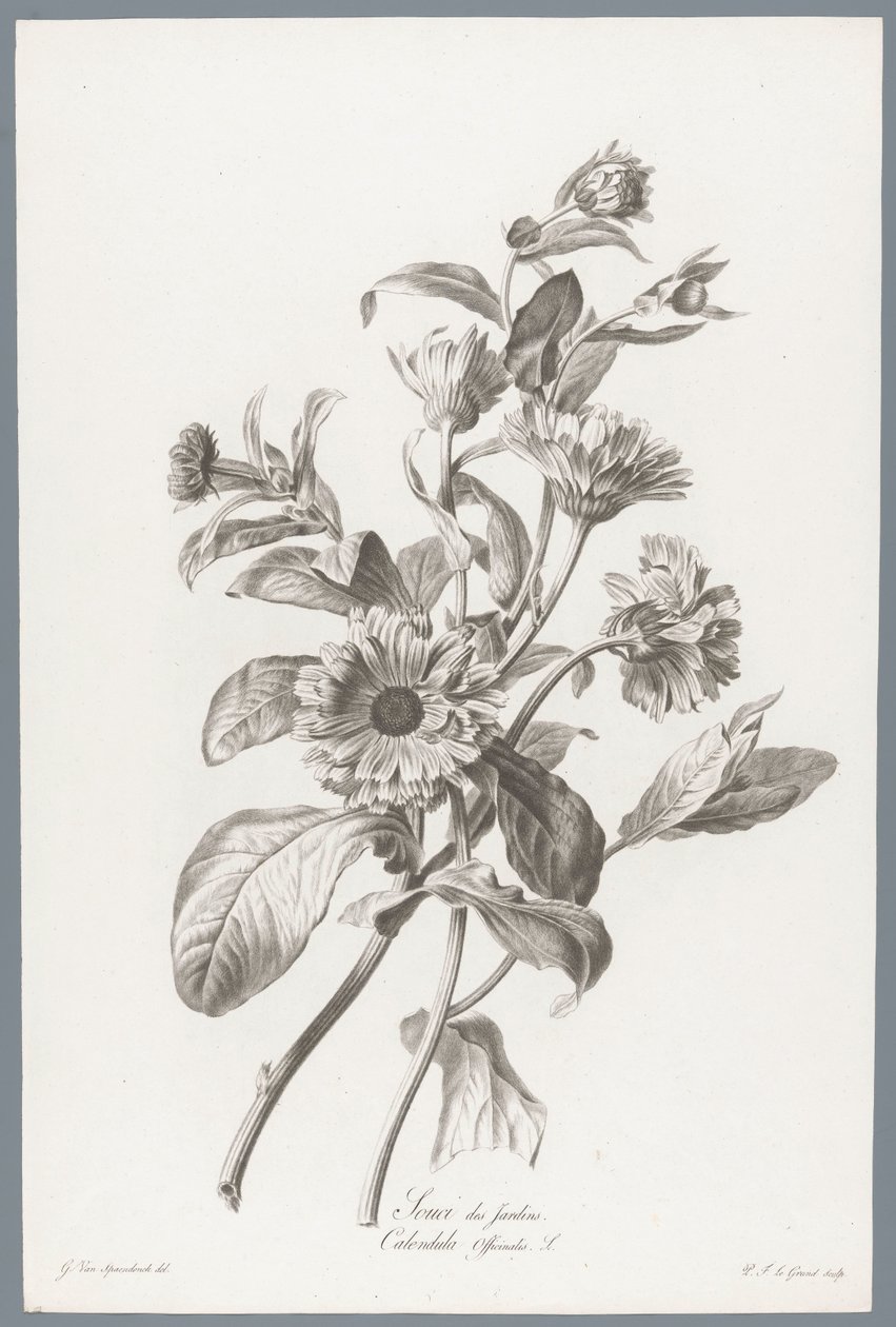 Goudsbloem Morgenfrue / Calendula Officinalis L. (titel på objekt) Blomster hentet fra naturen (...) (serietitel) af Pierre François Legrand