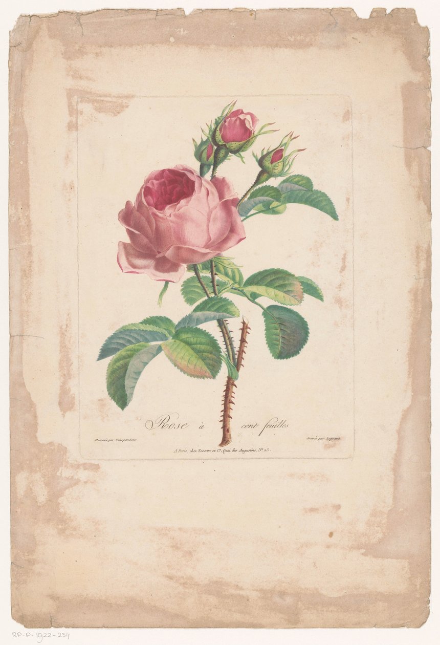 Honderdbladige roos Hundred Leaf Rose (titel på objekt) af Pierre François Legrand