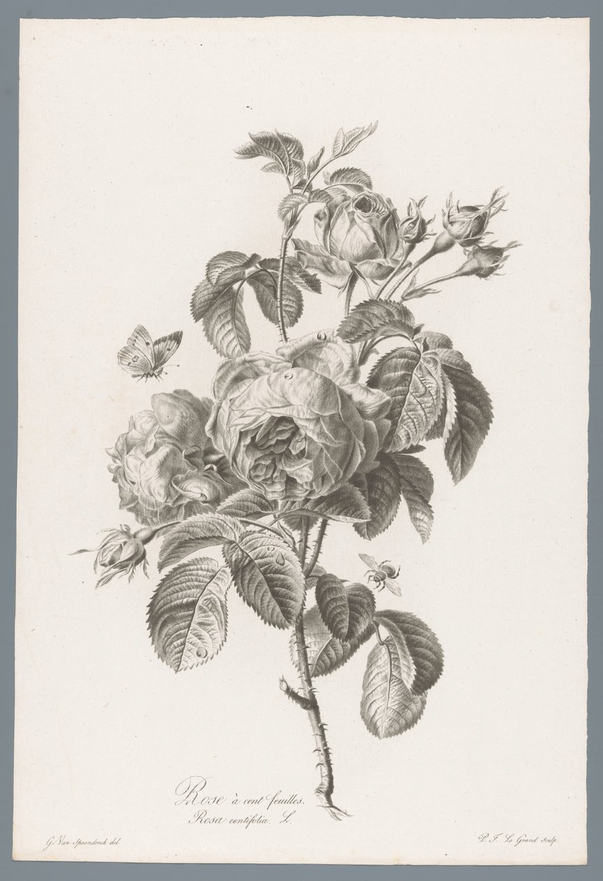 Honderdbladige roos Hundredebladet rose / Rosa centifolia L. (titel på objekt) Blomster hentet fra naturen (...) (serietitel) af Pierre François Legrand