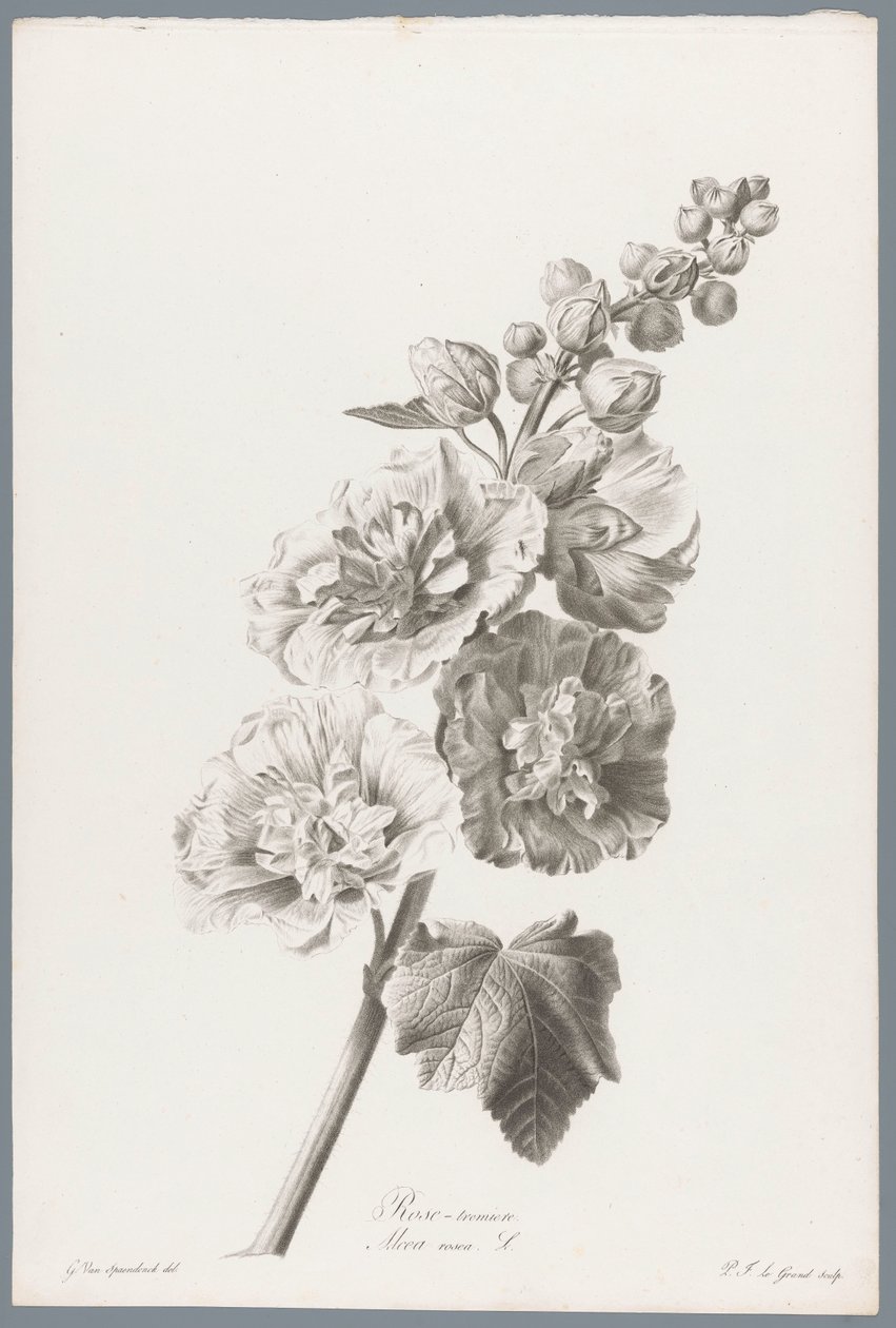 Stokroos Stokrose / Alcea rosea L. (titel på objekt) Blomster hentet fra naturen (...) (serietitel) af Pierre François Legrand
