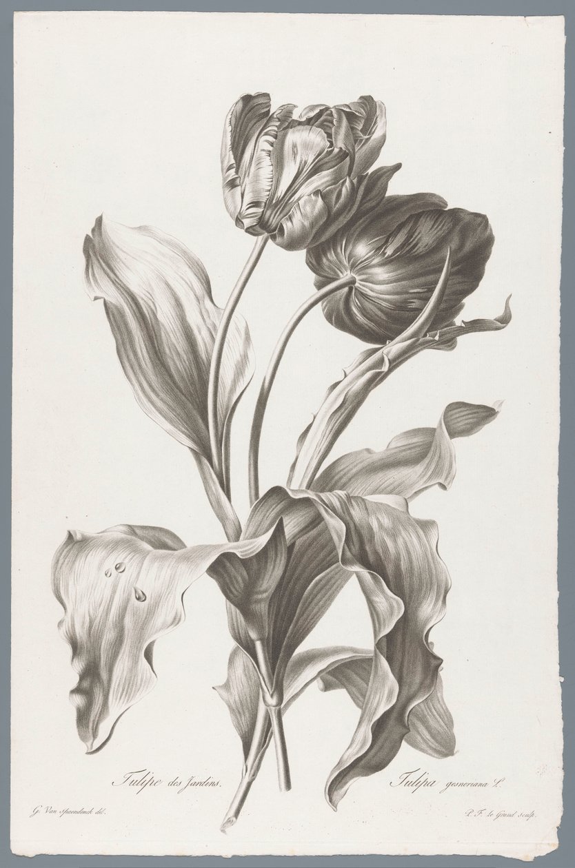 tulp Have Tulip / Tulipa gesneriana L. (titel på objekt) Blomster hentet fra naturen (...) (serietitel) af Pierre François Legrand