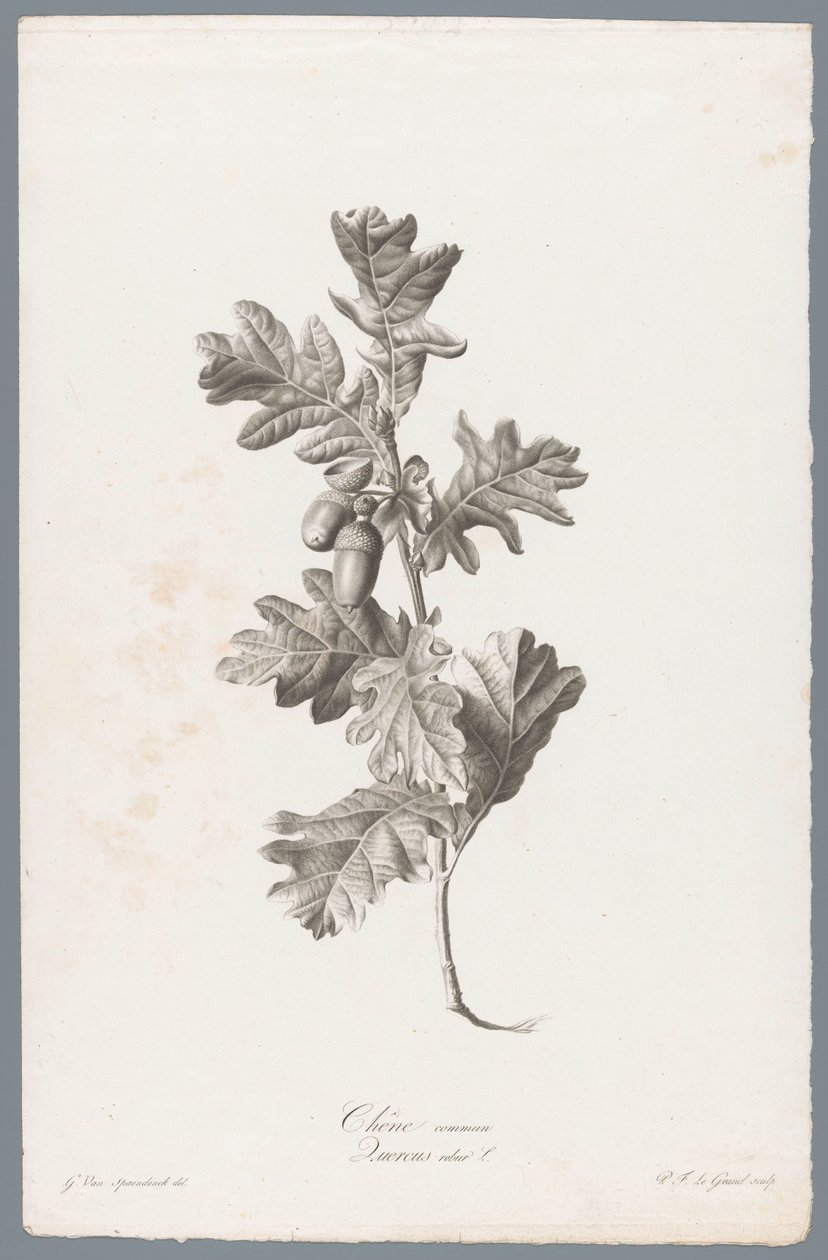 Zomerik Almindelig eg / Quercus robur L. (titel på objekt) Blomster hentet fra naturen (...) (serietitel) af Pierre François Legrand