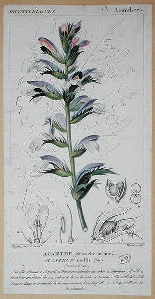Acanthus Mollis, ca. 1820 (farvet gravering) af Pierre Jean Francois (after) Turpin