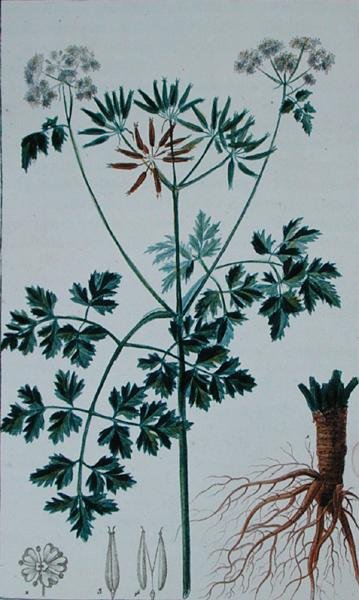 Botanisk plade, der forestiller kørvel, fra 