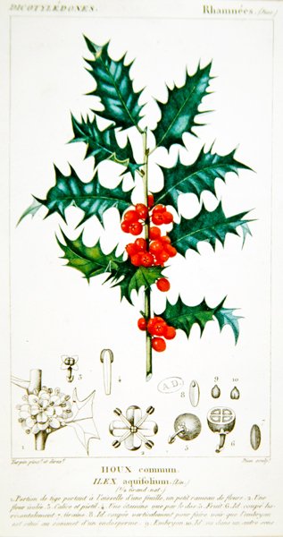 Holly (Ilex aquifolium) botanisk plade, ca. 1820 (farve litho) af Pierre Jean Francois (after) Turpin