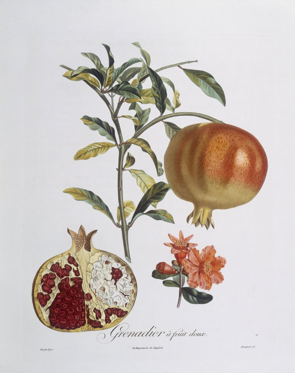 Granatæble (Punica granatum) graveret af Henry Louis Duhamel du Monceau (farvet gravering) af Pierre Jean Francois (after) Turpin