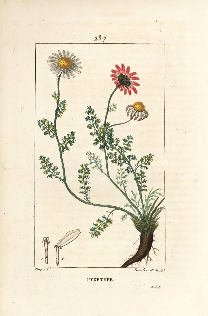African Pyrethrum - Pellitory of Spain, Anthemis pyrethrum (Anacyclus pyrethrum) med blomster, blade, stilk og rødder. Håndfarvet stiplet kobberstik af Lambert Junior efter en tegning af Pierre Jean-Francois Turpin fra Chaumeton, Poiret og Cham af Pierre Jean Francois Turpin