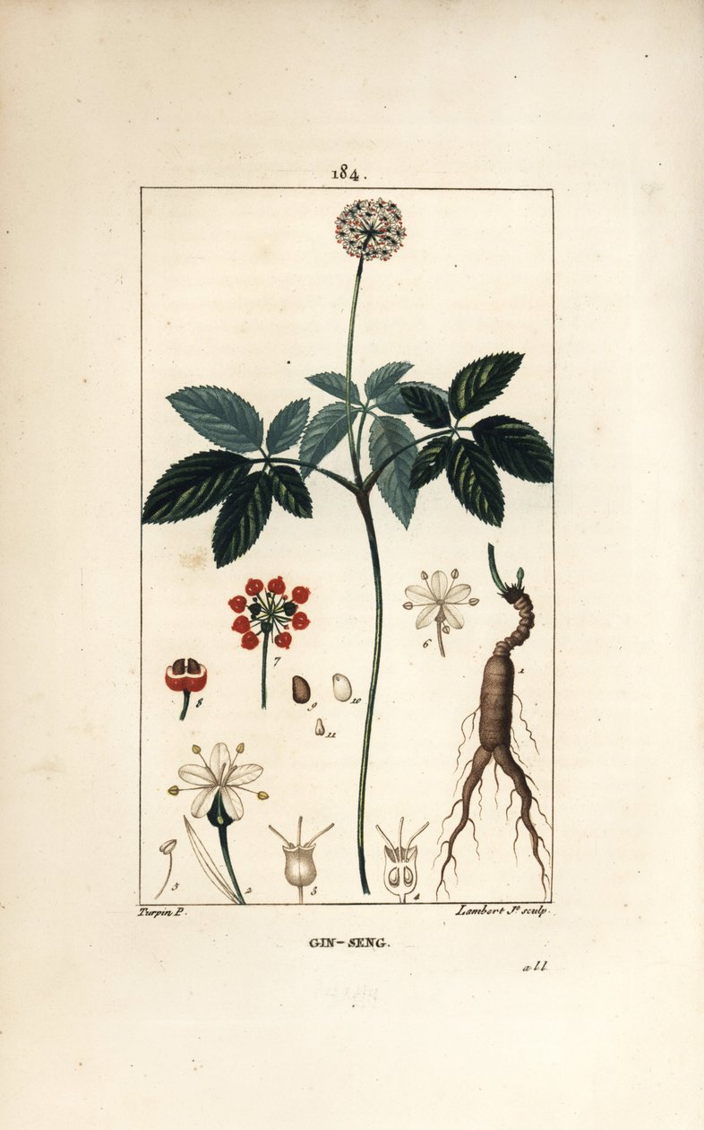 Amerikansk ginseng ou a cinq foldere - Ginseng, Panax quinquefolium, med blomst, blade, frø og rod. Håndfarvet stipplet kobberstik af Lambert Junior efter en tegning af Pierre Jean-Francois Turpin fra Chaumeton, Poiret og Chamberets "" La Fl af Pierre Jean Francois Turpin