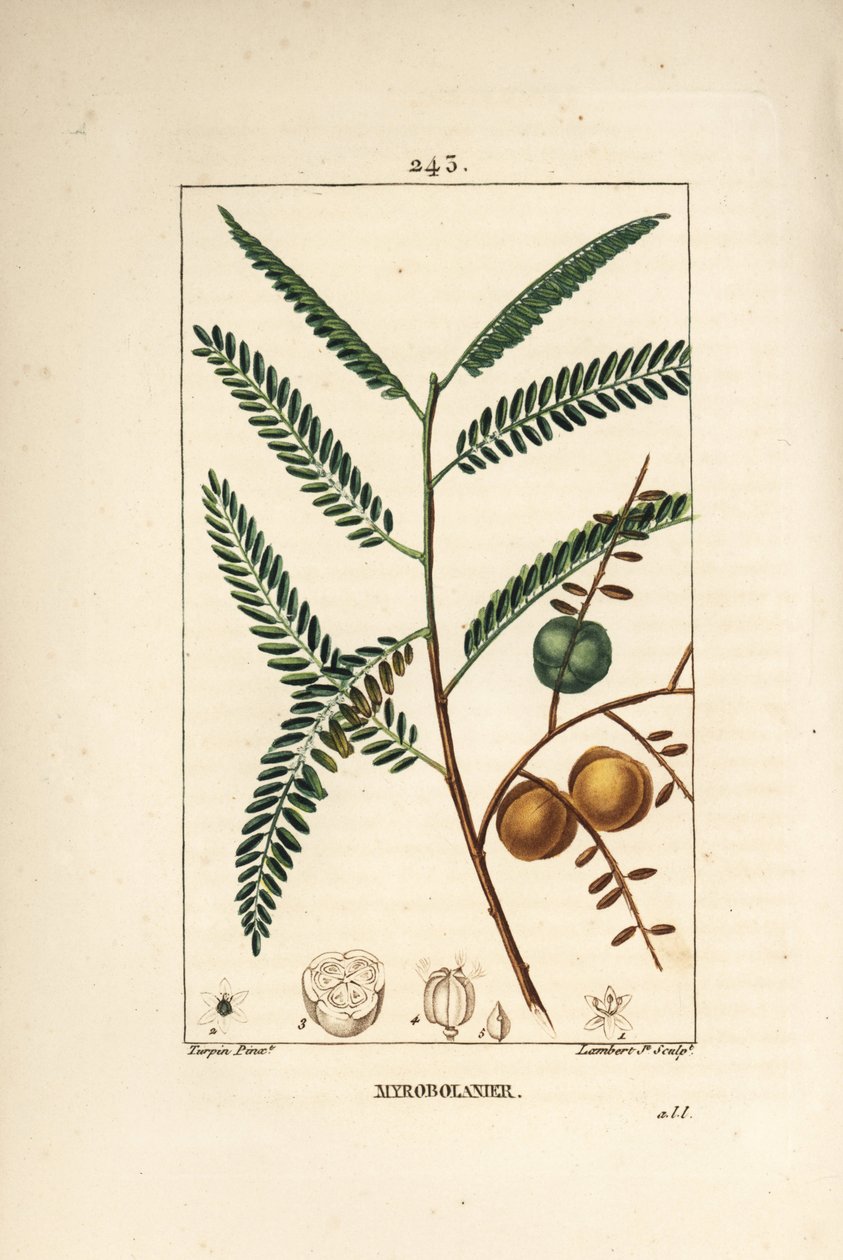 Amla (amala, amalaki), nepalesisk eller indisk ribs, myrobolan emblique - nepalesisk eller indisk stikkelsbær, Phyllanthus emblica, blade, frugter og frø. Håndfarvet stipplet kobberstik af Lambert Junior efter en tegning af Pierre Jean-Francois Turpin fra af Pierre Jean Francois Turpin