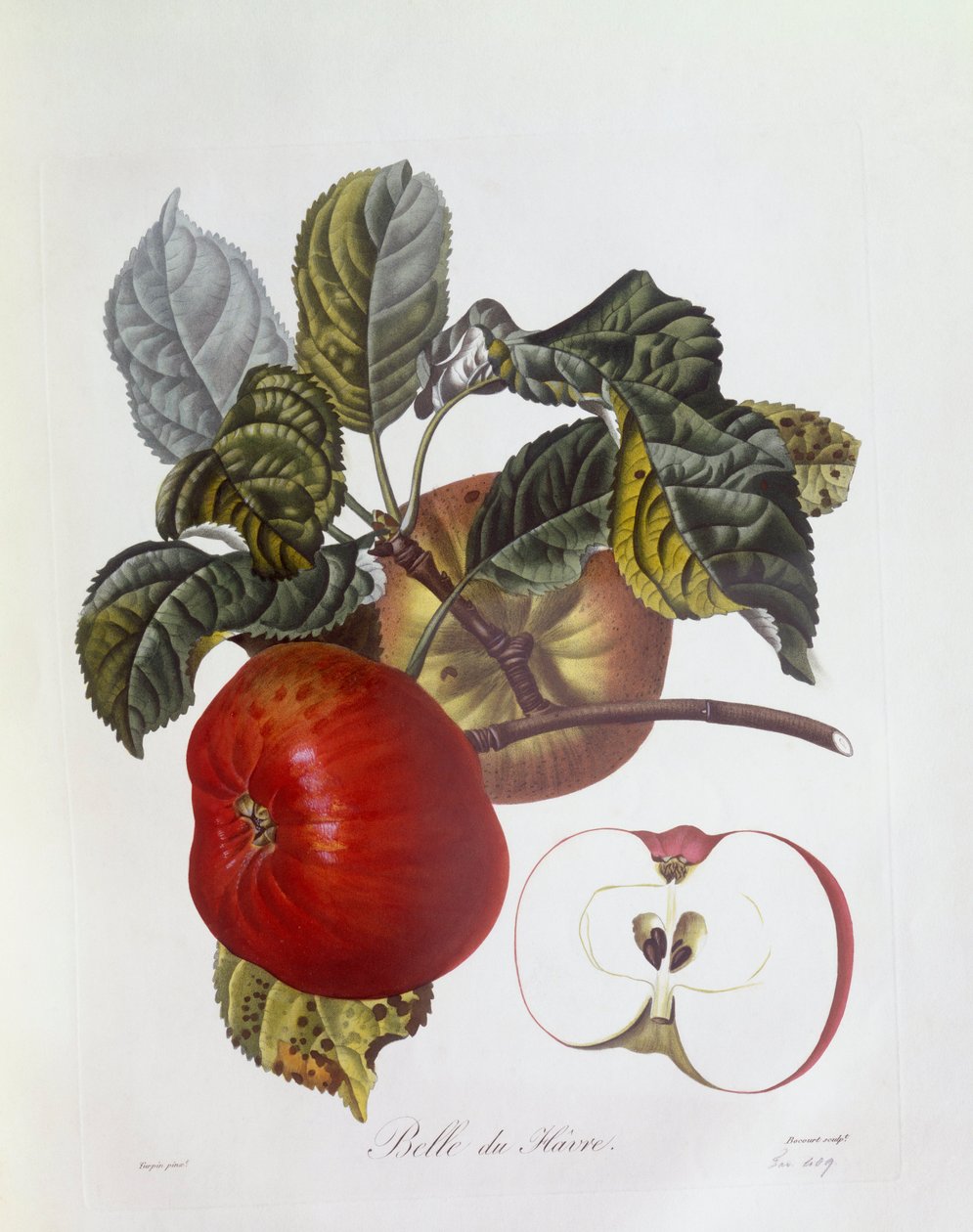 Æble "Belle du Havre", Henry Louis Duhamel du Monceau, botanisk plade af Pierre Jean Francois Turpin af Pierre Jean Francois Turpin