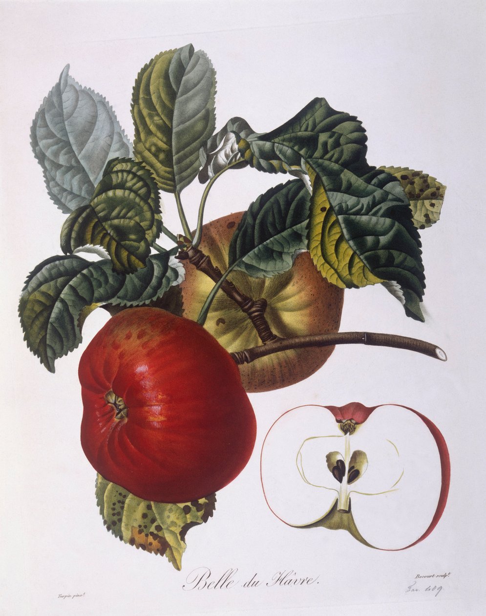 Æble "Belle du Havre" Henry Louis Duhamel du Monceau, botanisk plade af Pierre Jean Francois Turpin af Pierre Jean Francois Turpin