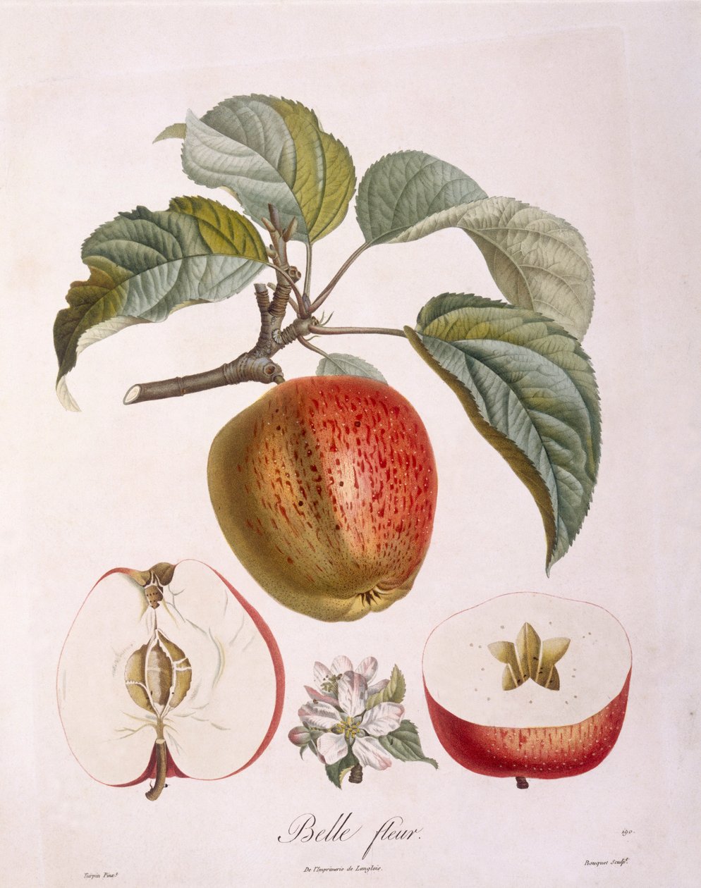 Æble "Belle fleur" Henry Louis Duhamel du Monceau, botanisk plade af Pierre Jean Francois Turpin af Pierre Jean Francois Turpin