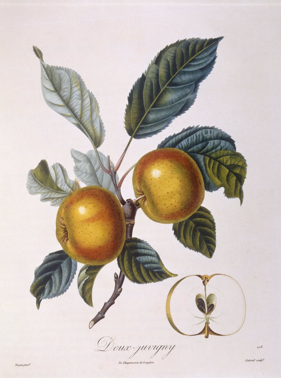 Æble "Doux-Juvigny" Henry Louis Duhamel du Monceau, botanisk plade af Pierre Jean Francois Turpin af Pierre Jean Francois Turpin