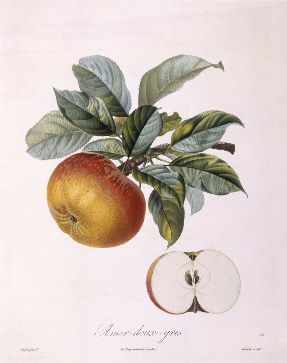 Æble "Sweet Bitter Grey" Henry Louis Duhamel du Monceau, botanisk plade af Pierre Jean Francois Turpin af Pierre Jean Francois Turpin