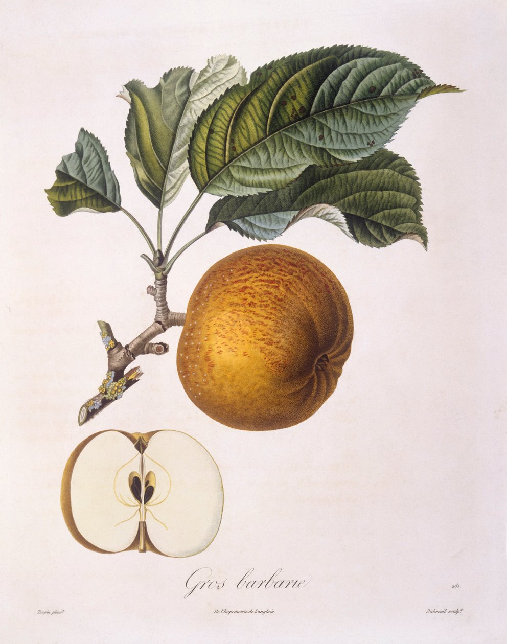 Æble "Gros barbarie" Henry Louis Duhamel du Monceau, botanisk plade af Pierre Jean Francois Turpin af Pierre Jean Francois Turpin