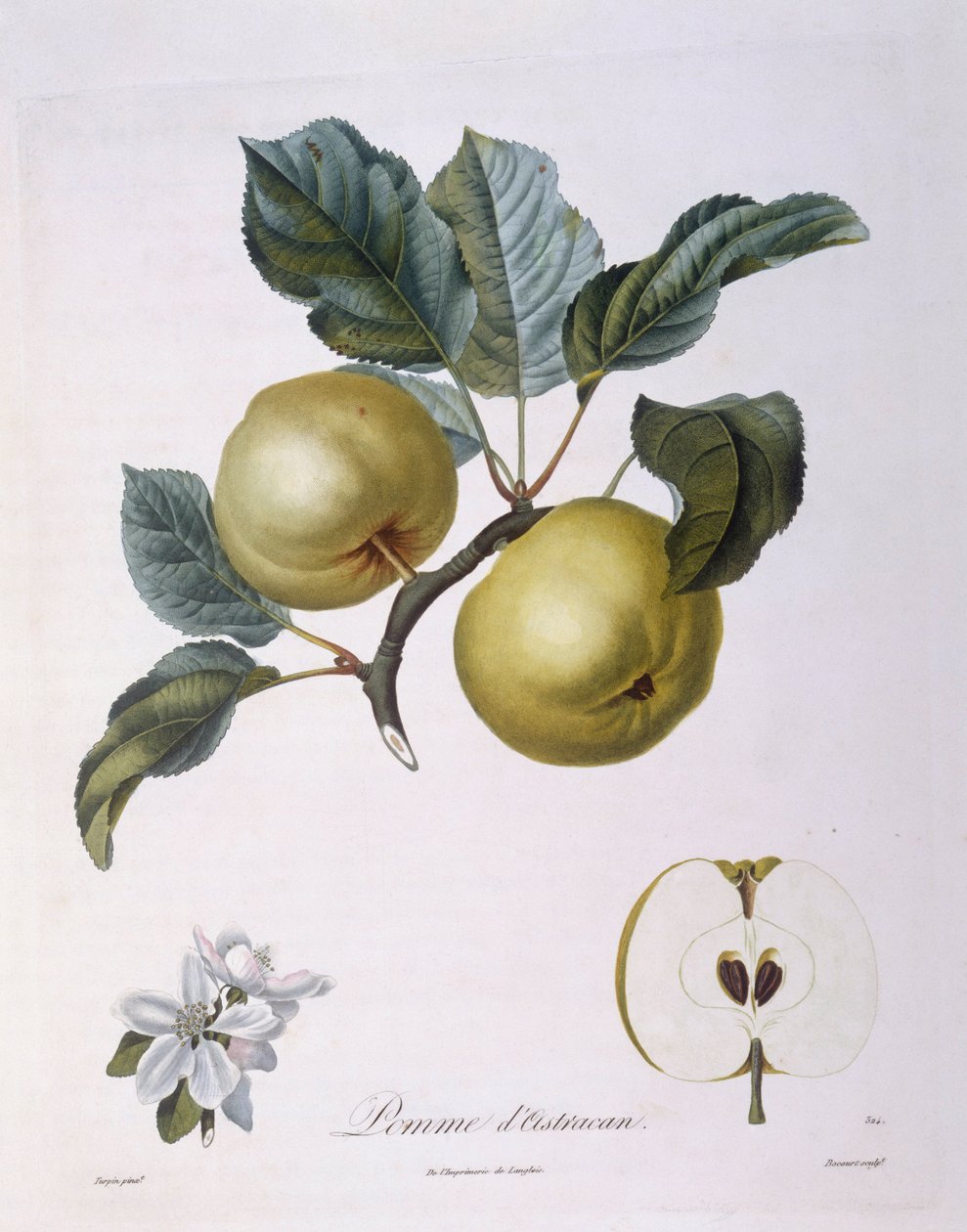 Æble "Pomme d