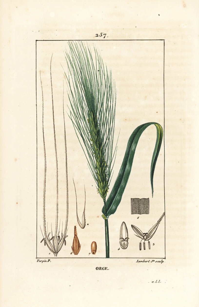 Byg - Byg, Hordeum vulgare, med stilk, blad og frøspids. Håndfarvet stiplet kobberstik af Lambert Junior fra en tegning af Pierre Jean-Francois Turpin fra Chaumeton, Poiret og Chamberets "" La Flore Medicale,"" Paris, Panckouck af Pierre Jean Francois Turpin