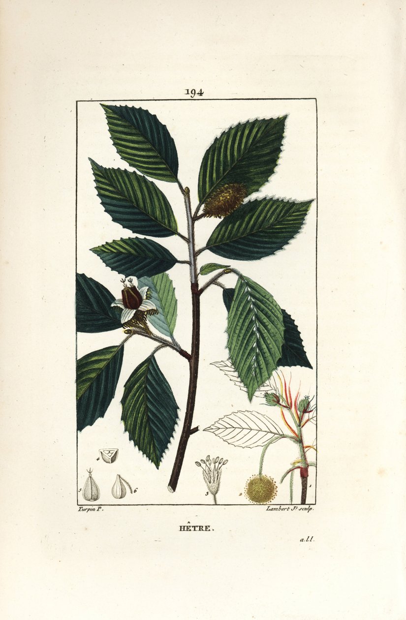 Bøgetræ, Fagus sylvatica. Håndkoloreret kobberstik af Lambert Junior efter en tegning af Pierre Jean-Francois Turpin fra Chaumeton, Poiret og Chamberets "" La Flore Medicale,"" Paris, Panckoucke af Pierre Jean Francois Turpin