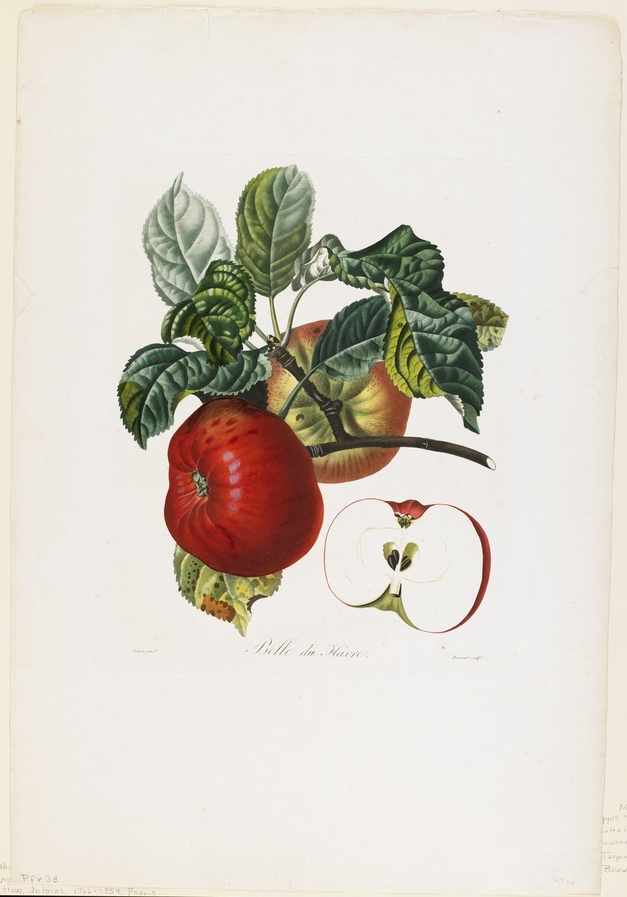 Belle de Havre (æble), fra Traite des Arbres Fruitiers, 1807-35 (håndkoloreret stiplet stikstik) af Pierre Jean Francois Turpin