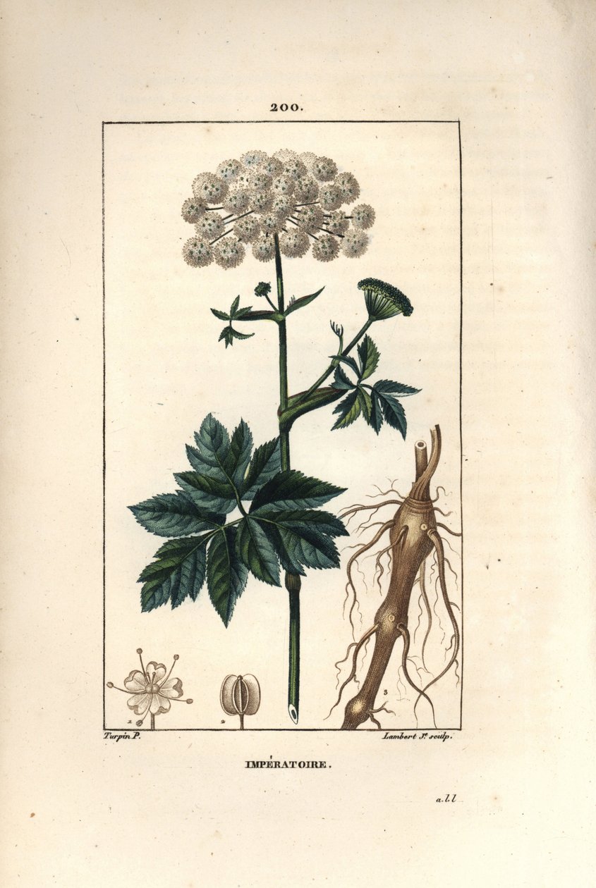 Benzoin eller imperatoire - Masterwort, Imperatoria ostruthium, med blomst, blad og rod. Håndkoloreret kobberstik af Lambert Junior efter en tegning af Pierre Jean-Francois Turpin fra Chaumeton, Poiret og Chamberets "" La Flore Medicale, af Pierre Jean Francois Turpin