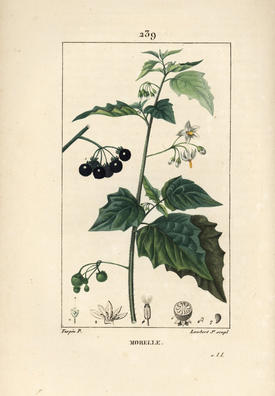 Sort natskygge, hundedræber eller ulvdrue - Sort natskygge, Solanum nigrum. Håndkoloreret kobberstik af Lambert Junior efter en tegning af Pierre Jean-Francois Turpin fra Chaumeton, Poiret og Chamberets "" La Flore Medicale,"" Paris, af Pierre Jean Francois Turpin