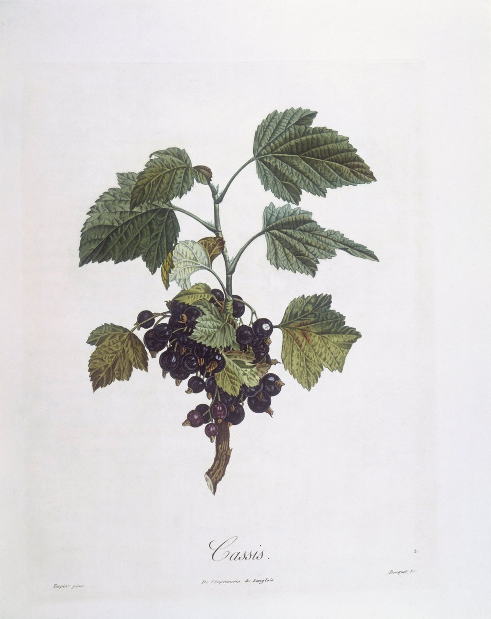 Solbær (Ribes nigrum) eller solbær Noir de Bourgogne Henry Louis Duhamel du Monceau, botanisk plade af Pierre Jean Francois Turpin af Pierre Jean Francois Turpin