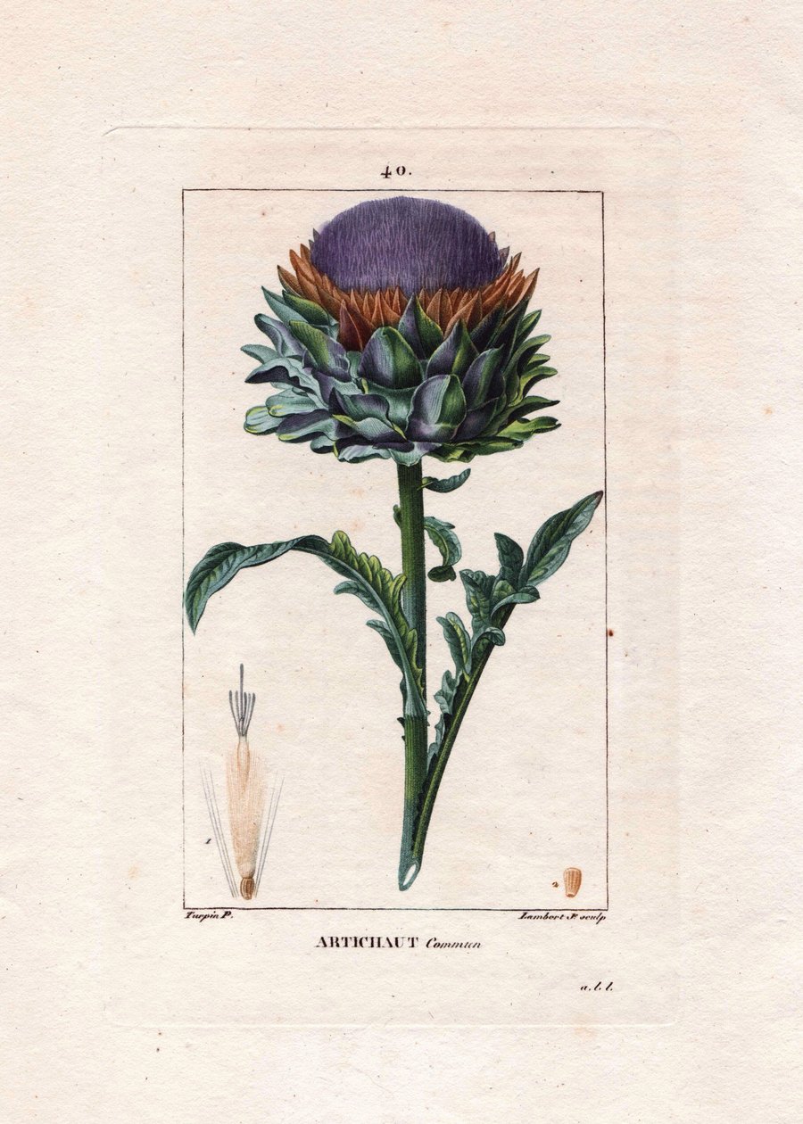 Botanisk: artiskok - Artiskokplante, blade og blomst, Cynara cardunculus. Håndkoloreret kobberstik af Lambert efter en tegning af Pierre Jean-Francois Turpin fra Chaumeton, Poiret et Chamberets "" La Flore Medicale,"" Paris, Panckouc af Pierre Jean Francois Turpin
