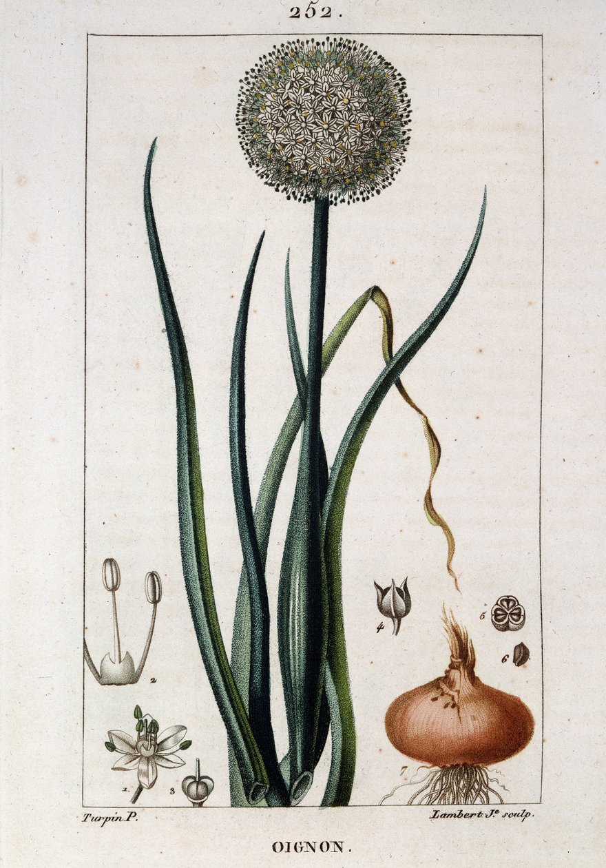 Botanisk bord af løget - i "" Flora médicale"" af Chaumeton Chamberet et Poiret. Malet af E. Penckroute og J.F. Turpin. Ed. Penckroute. Paris af Pierre Jean Francois Turpin